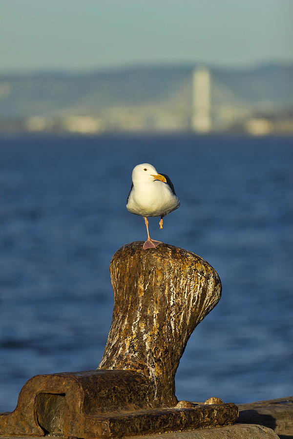 1 Legged Seagull and Bay Bridge Photograph by Josh Bryant