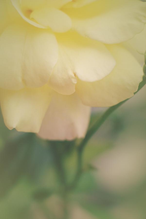 Lemon Scented Rose #1 Photograph by The Art Of Marilyn Ridoutt-Greene