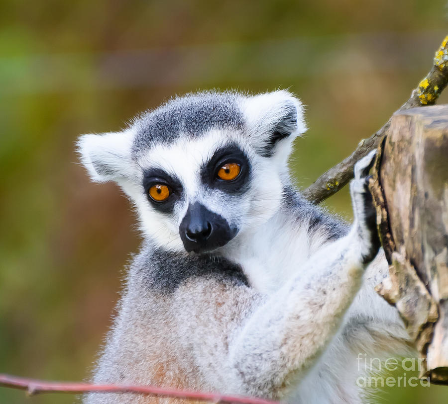 Lemur #1 Photograph by Colin Rayner