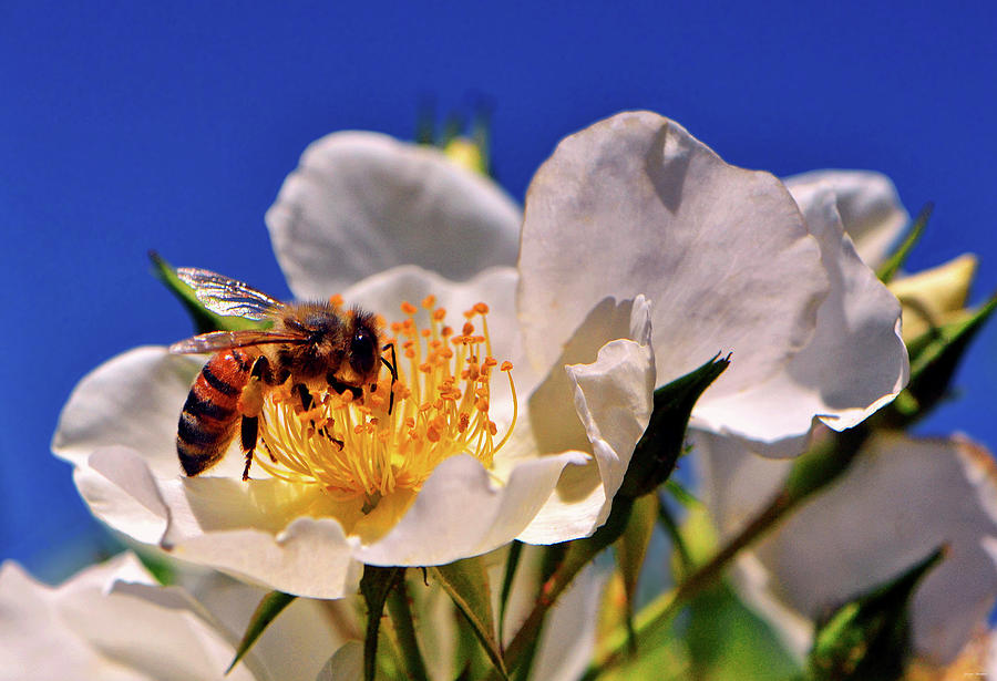 Bee In A White Rose 003 Photograph by George Bostian