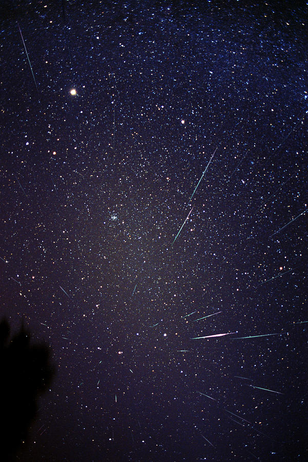 Leonid Meteors #1 Photograph by Dr Fred Espenak
