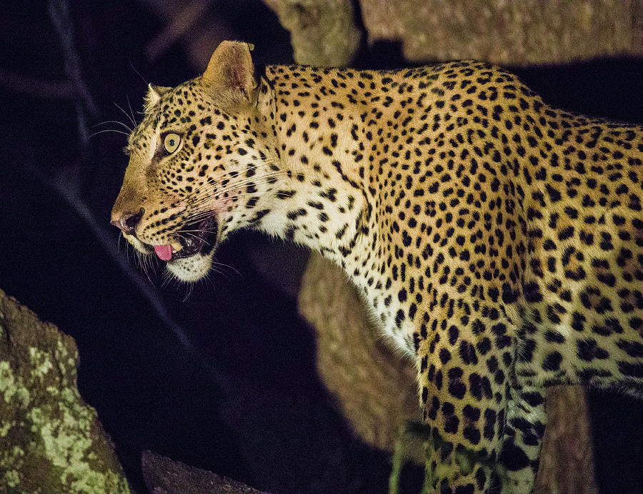 Leopard at Night #1 Photograph by Fran Gallogly