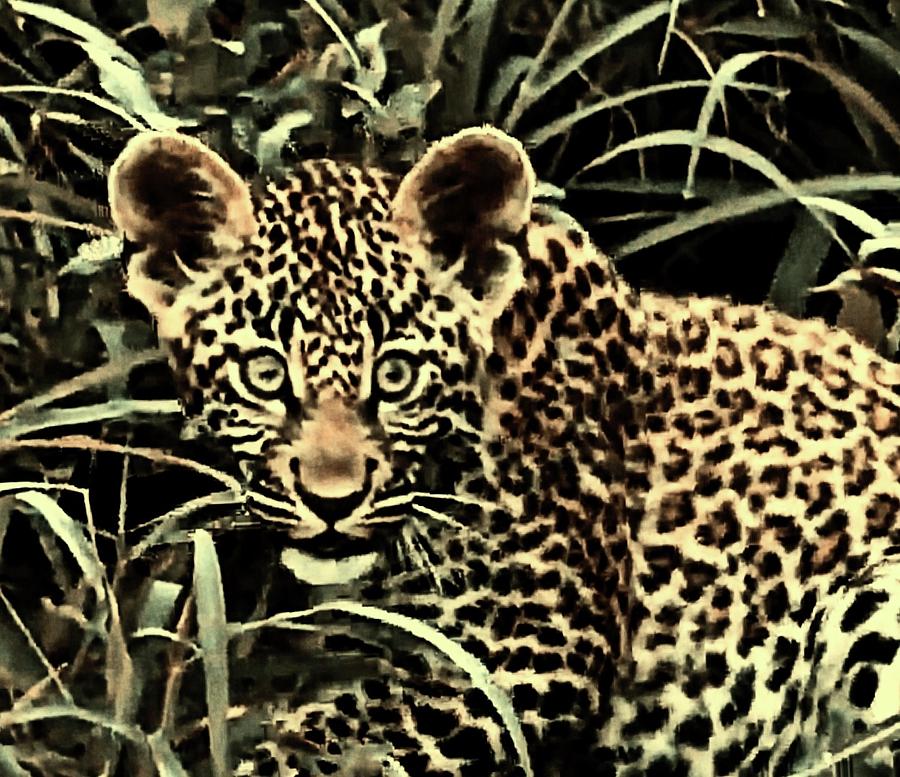 Leopard cub #1 Photograph by Gini Moore