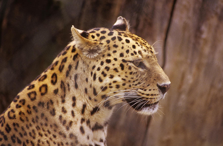leopard by Donald Paczynski leopard by Donald Paczynski