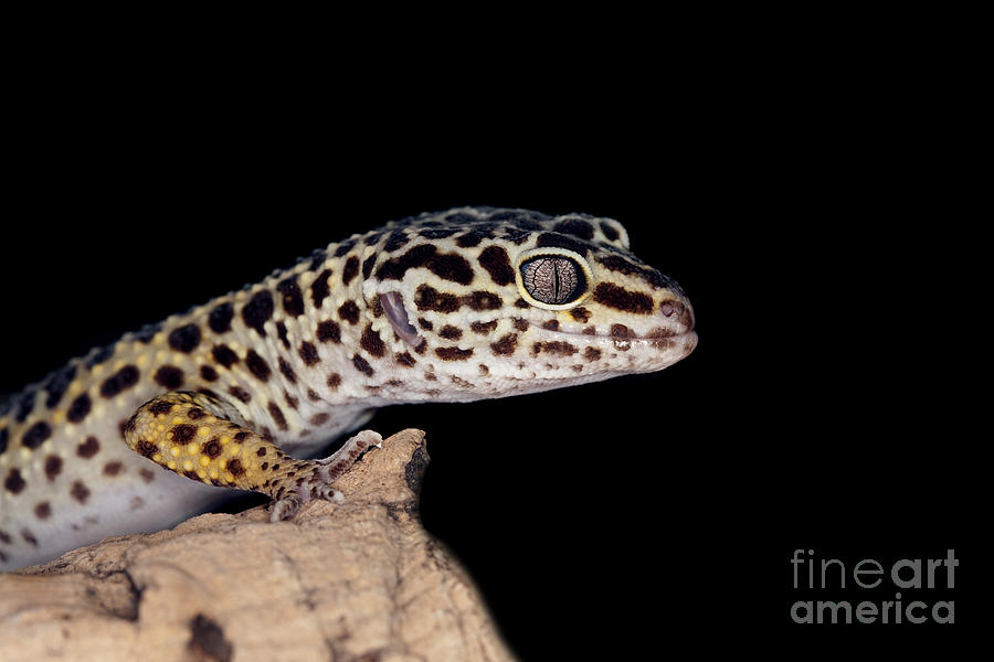 Leopard Gecko Eublepharis Macularius #1 Photograph by Gerard Lacz