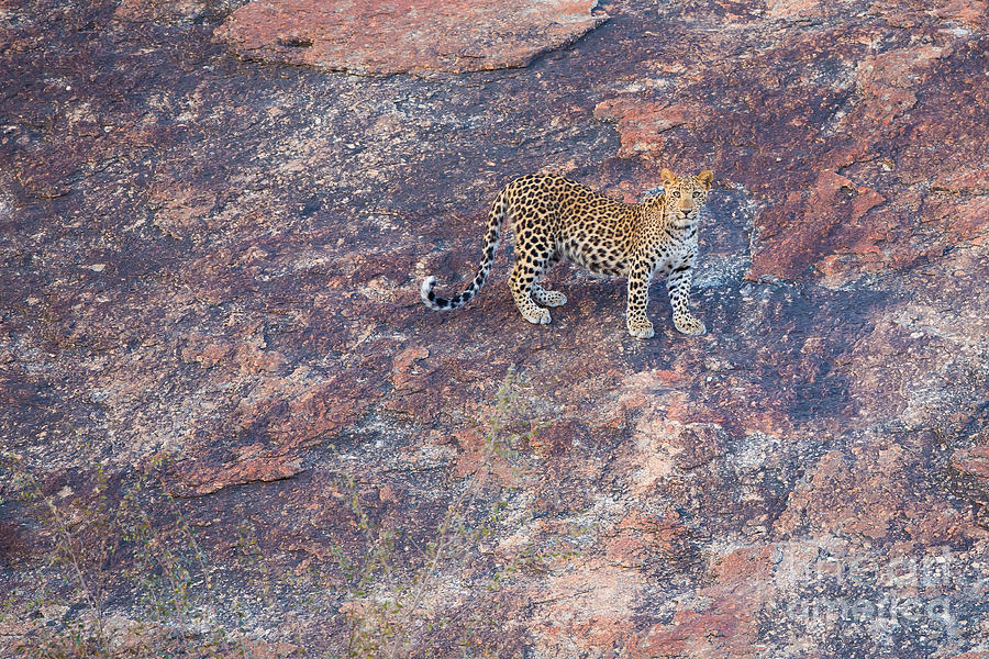 Leopard In India #1 Photograph by B. G. Thomson