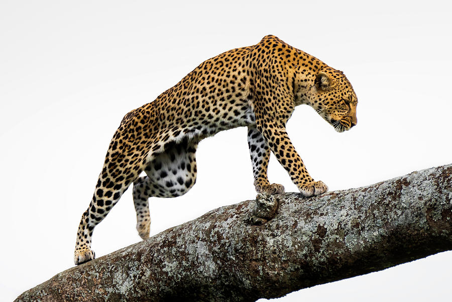 Mammal Photograph - Leopard in tree in the Serengeti savanna #2 by RicardMN Photography