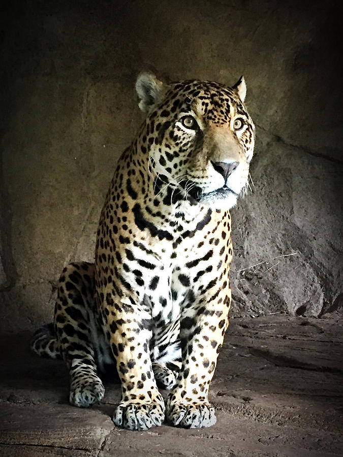 Nature Photograph - Leopard #4 by Jiayin Ma