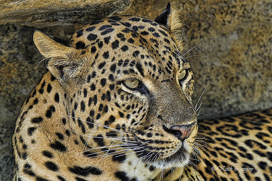 Leopard #1 Photograph by Keith Lovejoy