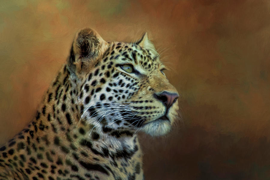 Wildlife Photograph - Leopard. #1 by Lyn Darlington