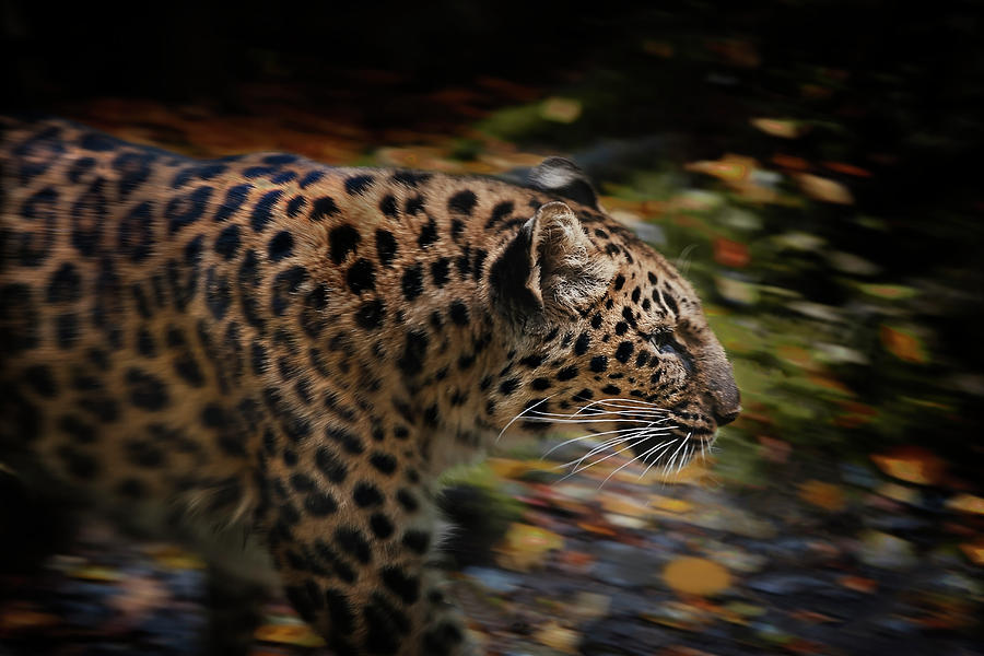 Leopard on the Prowl Photograph by John Christopher
