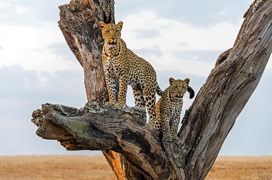 Leopard Panthera Pardus Family On Tree #1 Photograph by Panoramic Images