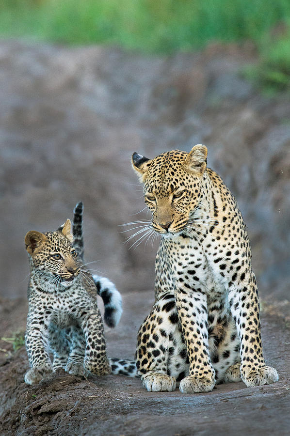 Leopard Panthera Pardus Family Photograph by Panoramic Images