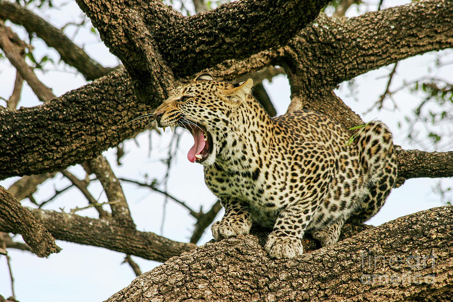leopard Panthera pardus on a tree.  #1 Photograph by Gilad Flesch