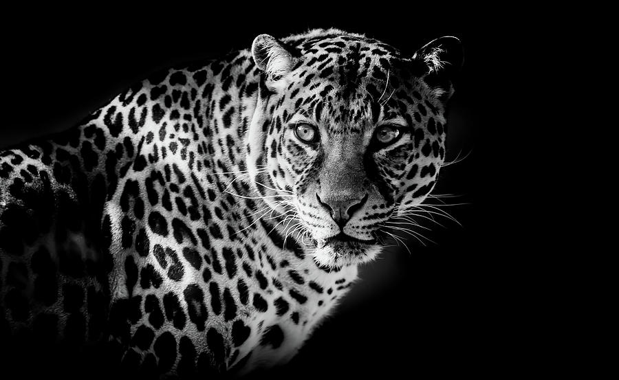 Leopard #1 Photograph by Mountain Dreams