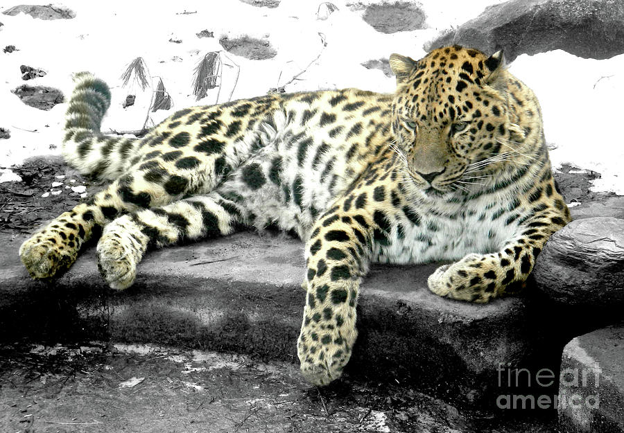 Leopard #1 Photograph by Raymond Earley