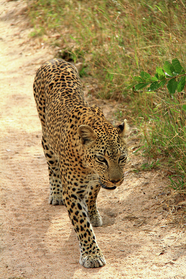 Leopard #2 Photograph by Richard Krebs