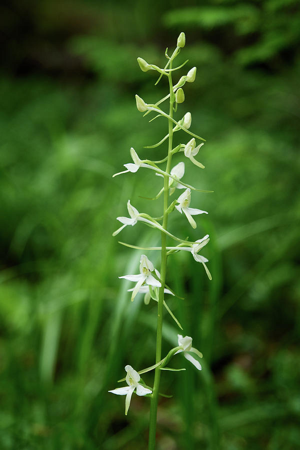 Lesser butterfly orchid #1 Photograph by Jouko Lehto