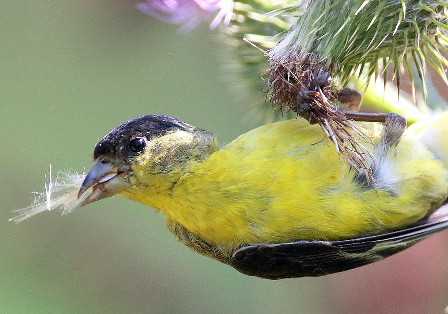 Lesser Goldfinch #1 Photograph by Rob Wallace Images - Pixels