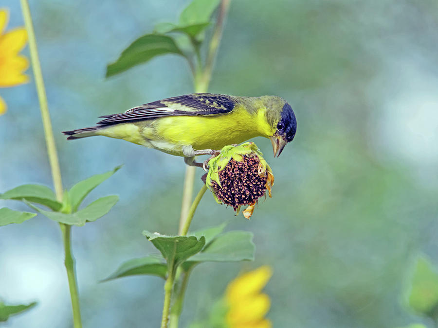 Lesser Goldfinch #1 Photograph by Tam Ryan