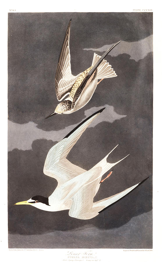 Lesser Tern #1 Painting by John James Audubon - Fine Art America