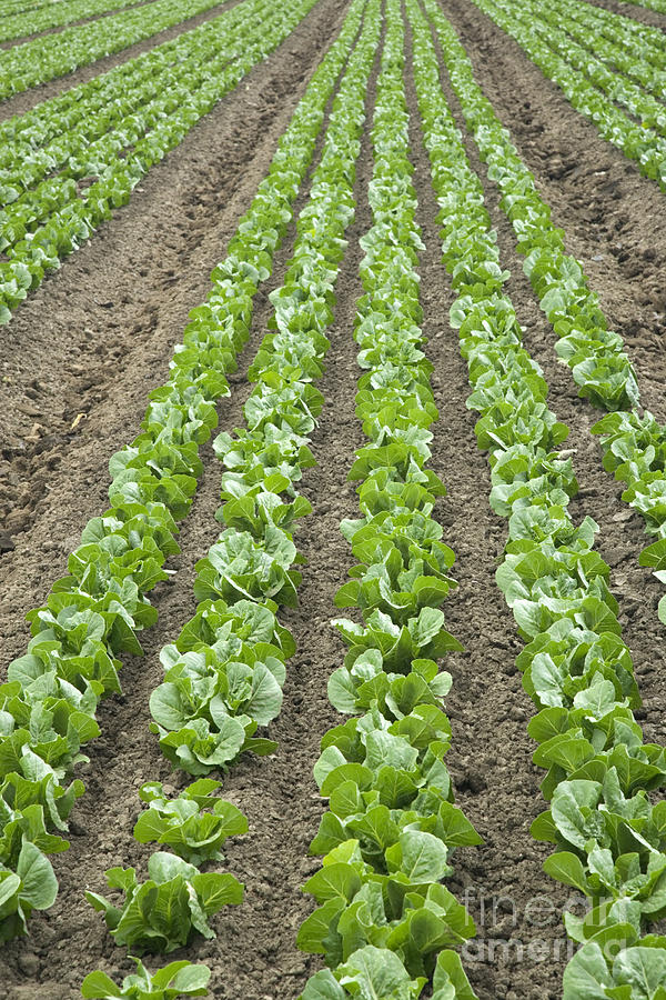 Lettuce Field #1 Photograph by Inga Spence