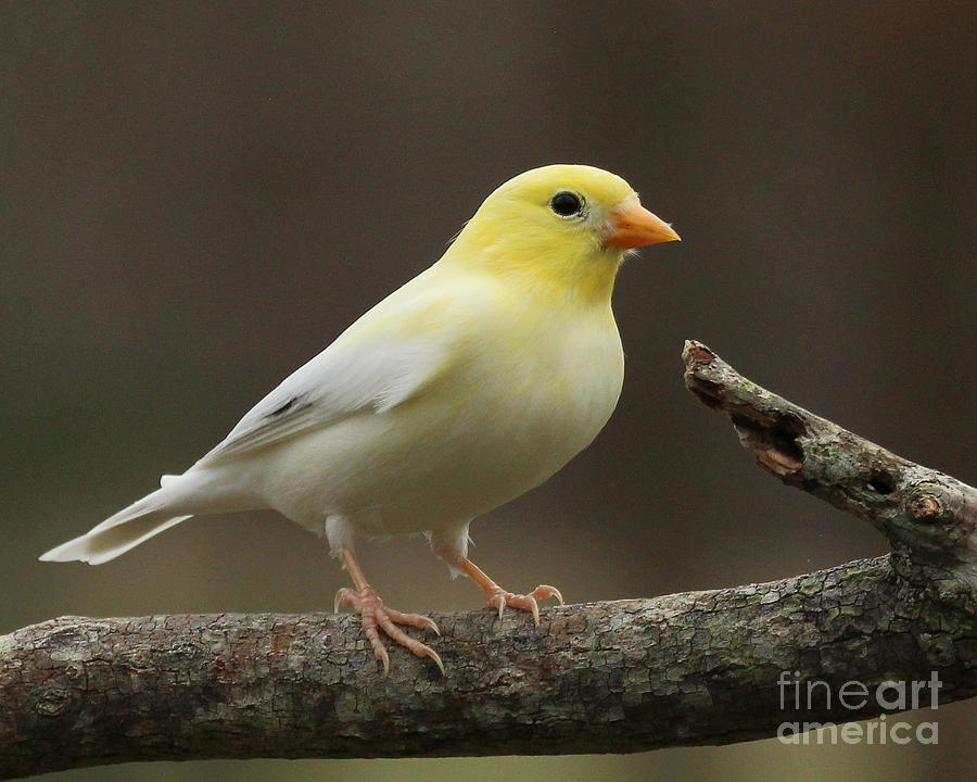 Leucistic American Goldfinch #2 Photograph by Jack  R Brock