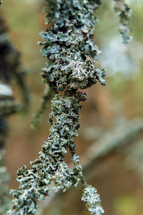 Lichen On Tree Branches Close-up On Blurred Background Photograph