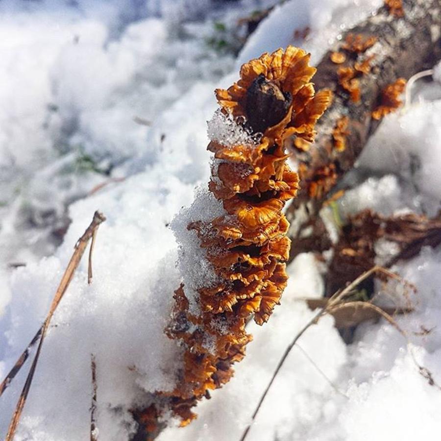 Nature Photograph - #lichen #snow #ice #winter #woods #1 by Kazan Durante
