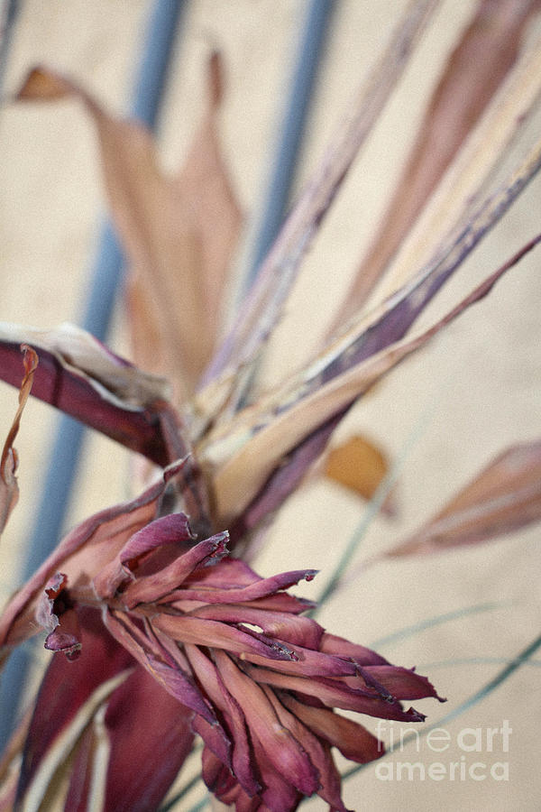 Flower Photograph - Life and Death by Michael Rados Flower Photograph - Life and Death by Michael Rados