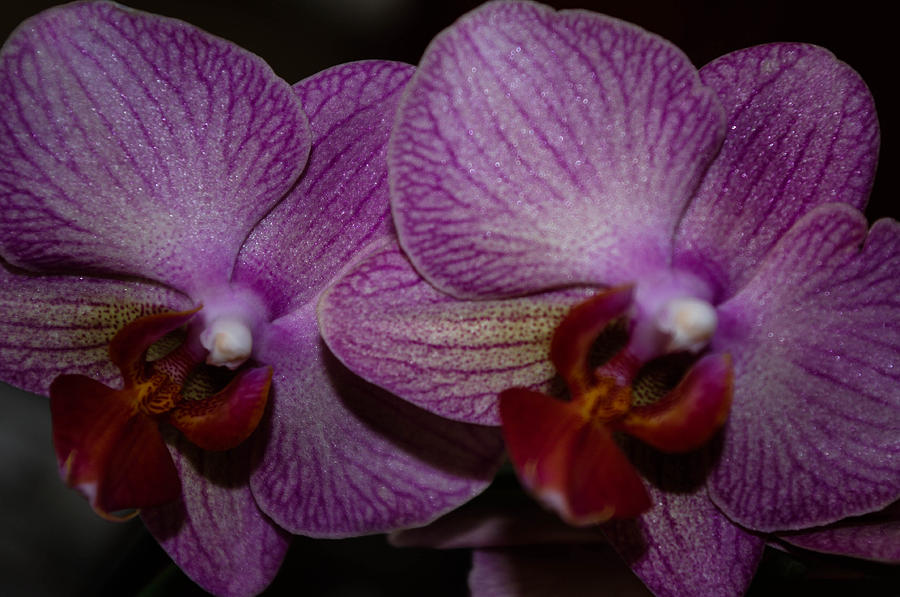 Life as a orchid  #1 Photograph by Gerald Kloss