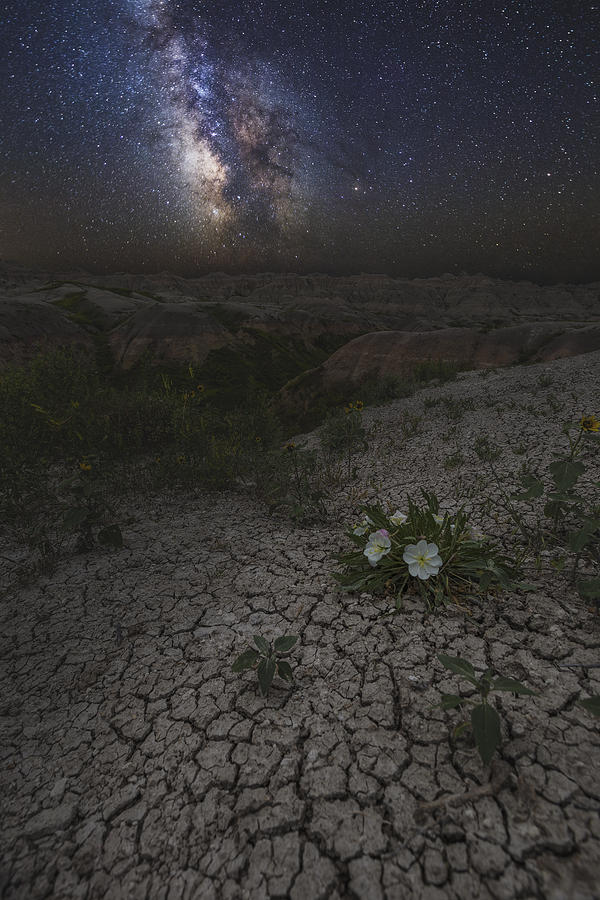 Badlands National Park Photograph - Life Finds A Way #1 by Aaron J Groen