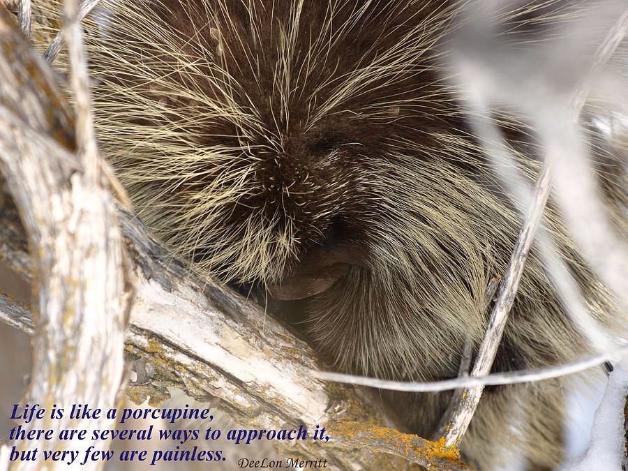 Life Is Like A Porcupine... #1 Photograph by DeeLon Merritt