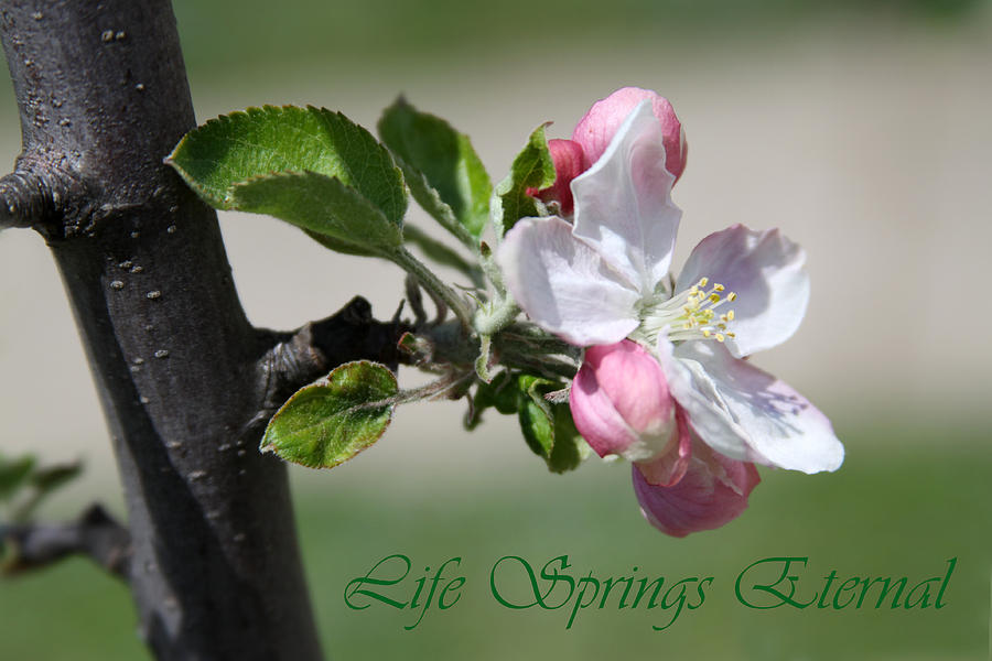 Life Springs Eternal #1 Photograph by John Lautermilch