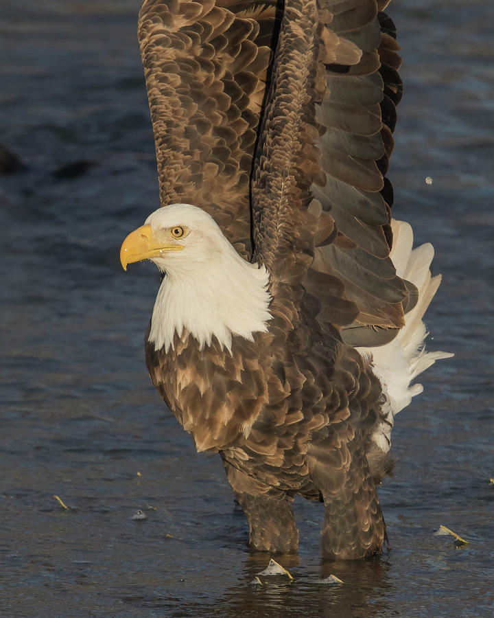 Eagle Photograph - Lift Off #1 by Rhoda Gerig