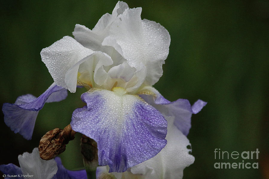 Lightly Lavender Chiffon Photograph by Susan Herber