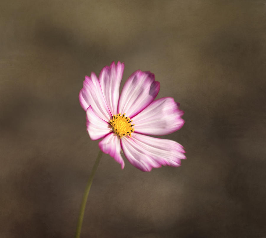 Flower Photograph - Like A Dream #2 by Kim Hojnacki