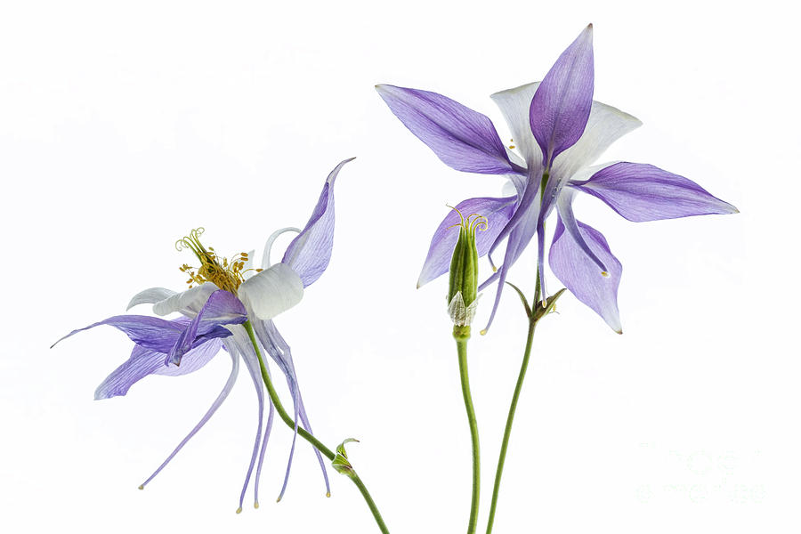 Lilac Aquilegia #1 Photograph by Ann Garrett