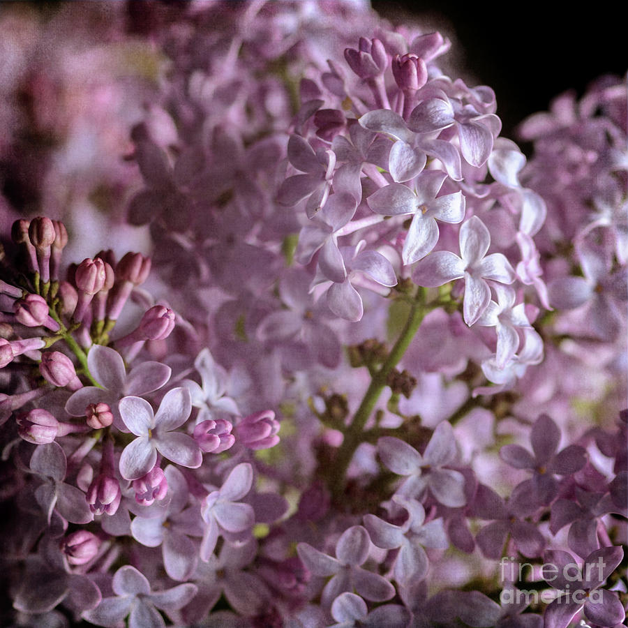 Lilac Bouquet II Photograph by Tamara Becker