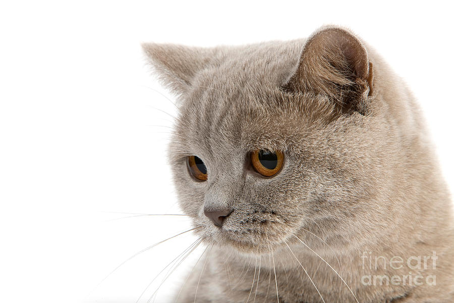 Lilac British Shorthair Cat Photograph by Gerard Lacz