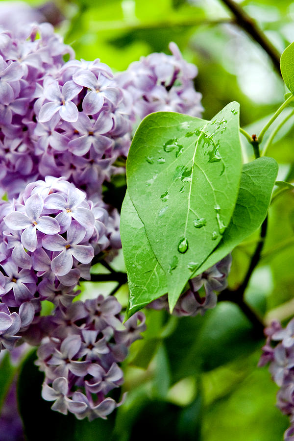 Lilac Drops #1 Photograph by Greg Fortier