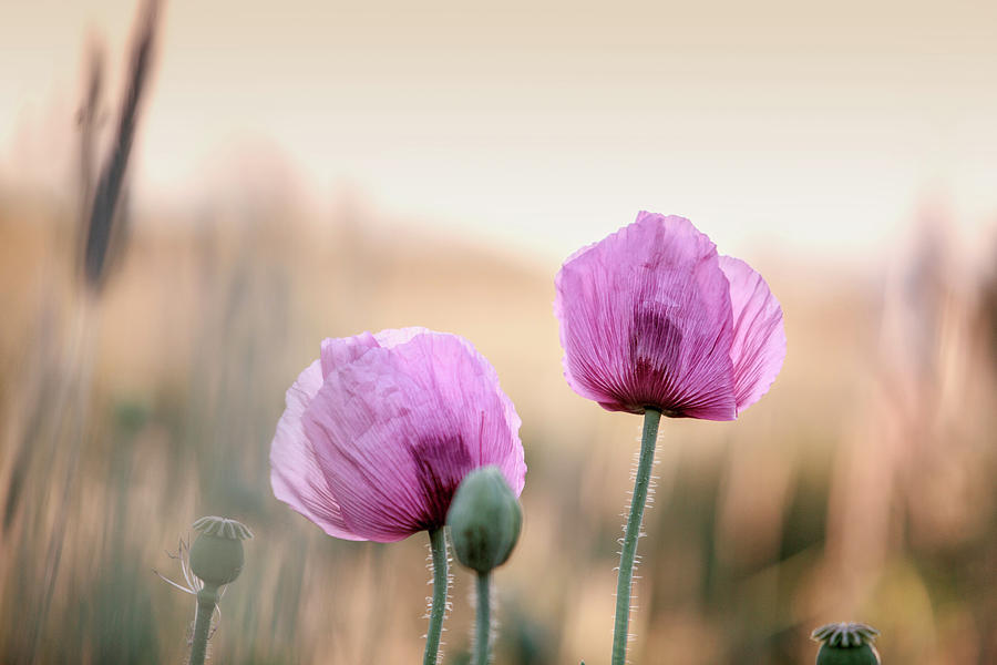 Lilac Poppy Flowers Photograph