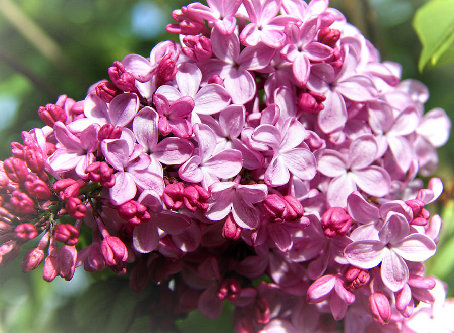 Lilac #1 Photograph by Sergey Nassyrov