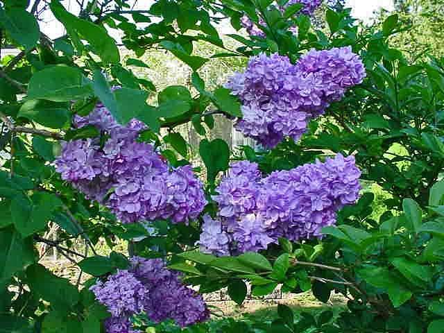 Lilac Tree #1 Photograph by Jay Milo