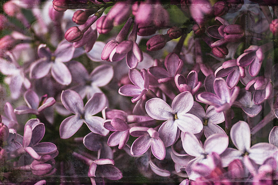Lilacs Photograph by Cindi Ressler