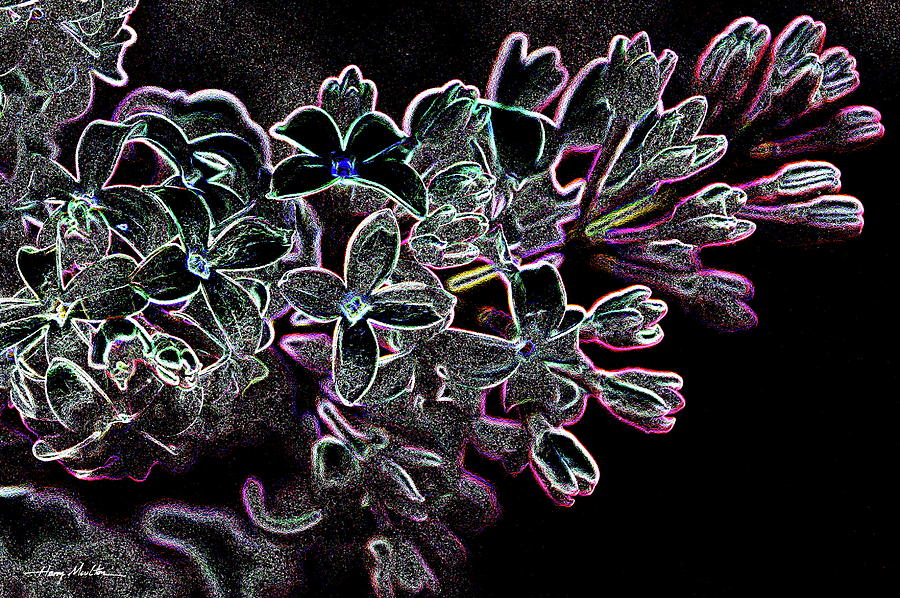 Lilacs #1 Pyrography by Harry Moulton