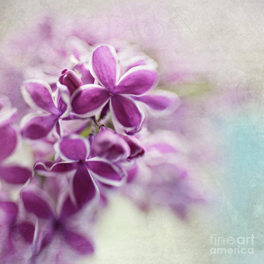 Lilacs #1 Photograph by Sylvia Cook