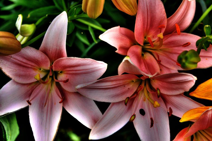 Lilies Photograph