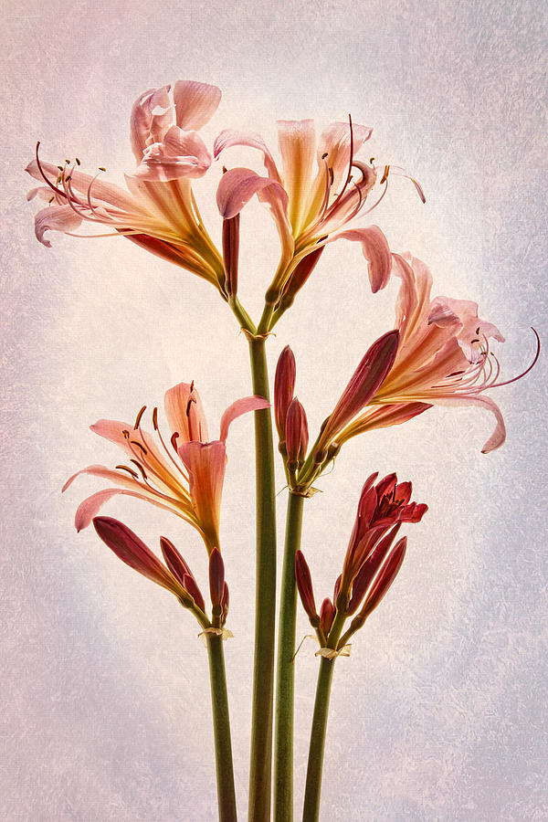 Lilies Forever #1 Photograph by Leda Robertson