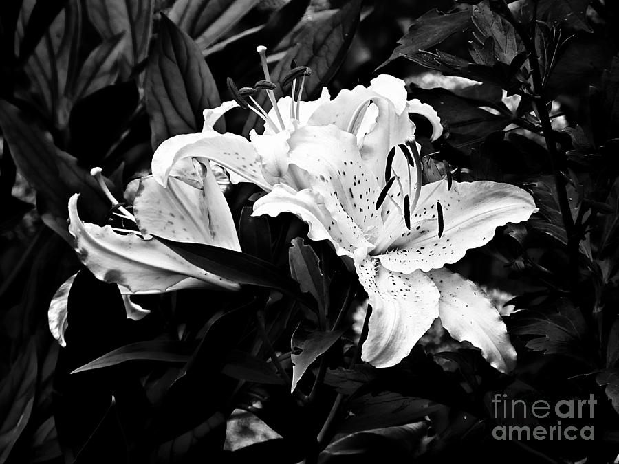 Lilies 2 Photograph by Marcia Lee Jones